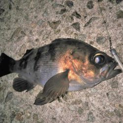 朝マズメ短時間釣行